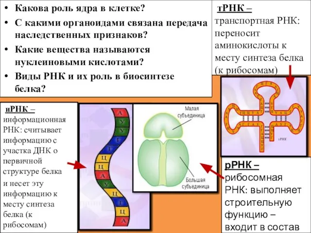 Какова роль ядра в клетке? С какими органоидами связана передача наследственных признаков?