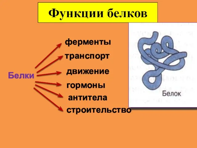 Функции белков Белки ферменты транспорт движение гормоны антитела строительство