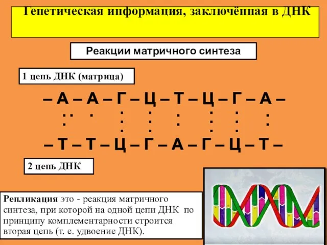 Генетическая информация, заключённая в ДНК Реакции матричного синтеза 1 цепь ДНК (матрица)