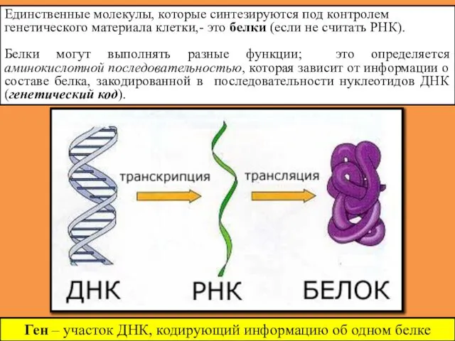 Единственные молекулы, которые синтезируются под контролем генетического материала клетки,- это белки (если