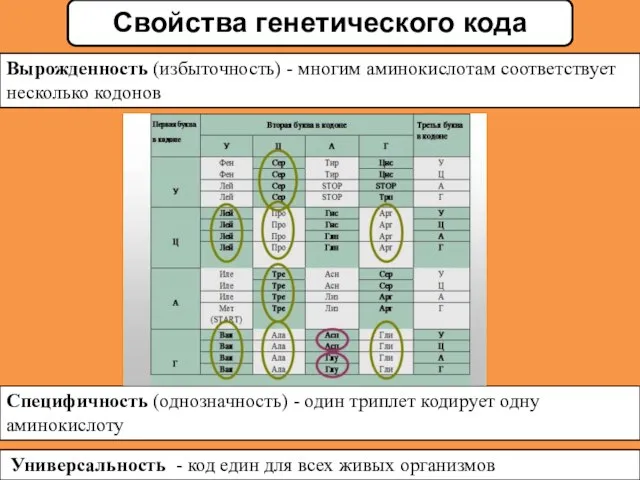 Вырожденность (избыточность) - многим аминокислотам соответствует несколько кодонов Специфичность (однозначность) - один