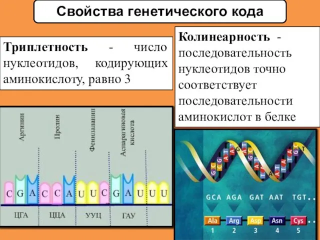 Триплетность - число нуклеотидов, кодирующих аминокислоту, равно 3 Свойства генетического кода Колинеарность