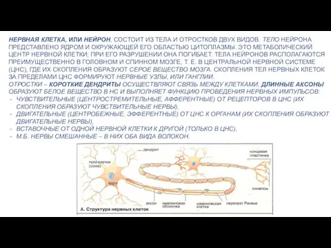 НЕРВНАЯ КЛЕТКА, ИЛИ НЕЙРОН, СОСТОИТ ИЗ ТЕЛА И ОТРОСТКОВ ДВУХ ВИДОВ. ТЕЛО