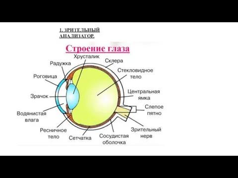 1. ЗРИТЕЛЬНЫЙ АНАЛИЗАТОР.