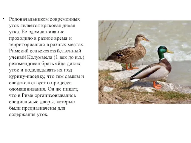 Родоначальником современных уток является кряковая дикая утка. Ее одомашнивание проходило в разное