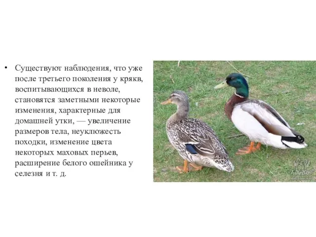 Существуют наблюдения, что уже после третьего поколения у крякв, воспитывающихся в неволе,