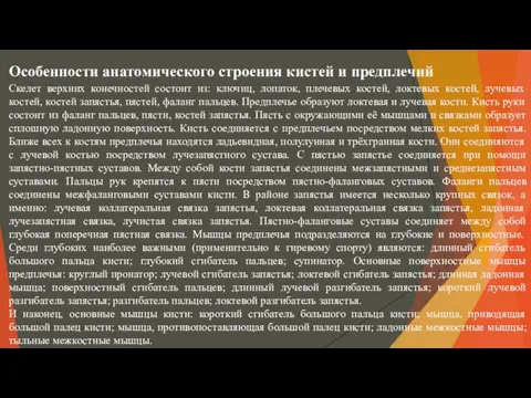 Особенности анатомического строения кистей и предплечий Скелет верхних конечностей состоит из: ключиц,