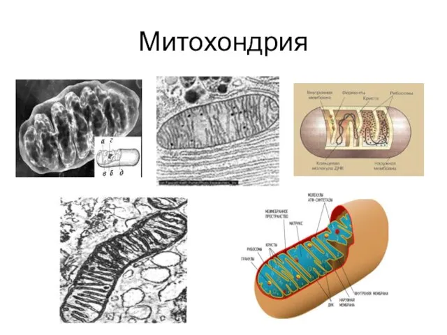 Митохондрия