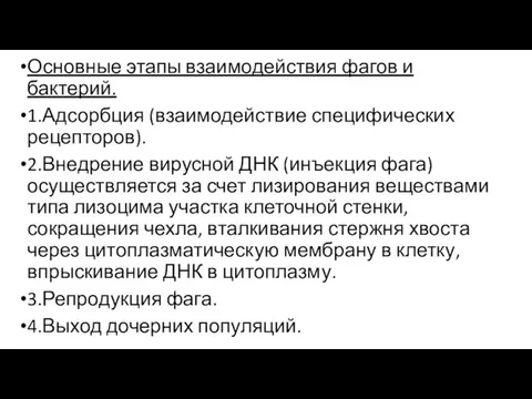 Основные этапы взаимодействия фагов и бактерий. 1.Адсорбция (взаимодействие специфических рецепторов). 2.Внедрение вирусной