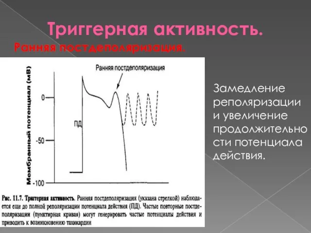 Триггерная активность. Ранняя постдеполяризация. Замедление реполяризации и увеличение продолжительности потенциала действия.