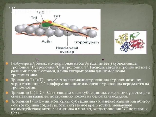 Глобулярный белок, молекулярная масса 80 кДа, имеет 3 субъединицы: тропонин "Т", тропонин