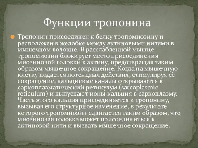 Тропонин присоединен к белку тропомиозину и расположен в желобке между актиновыми нитями