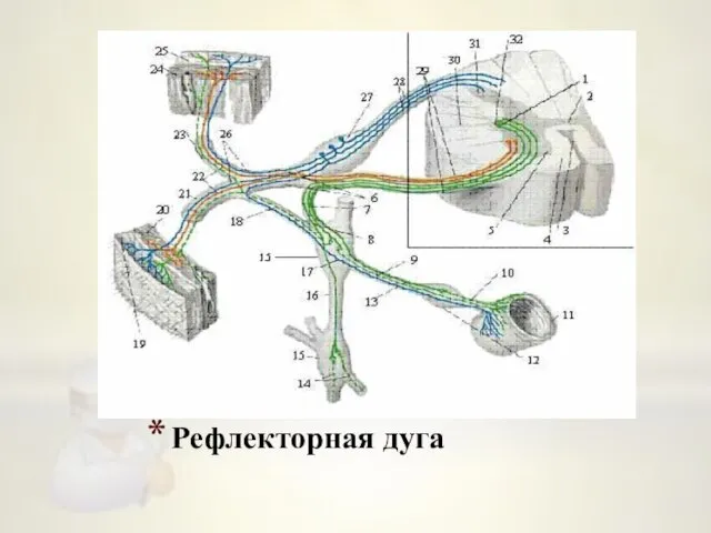 Рефлекторная дуга