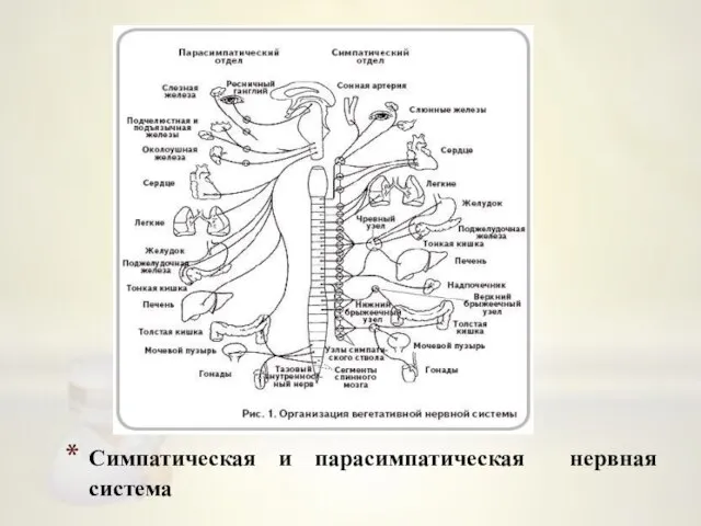 Симпатическая и парасимпатическая нервная система