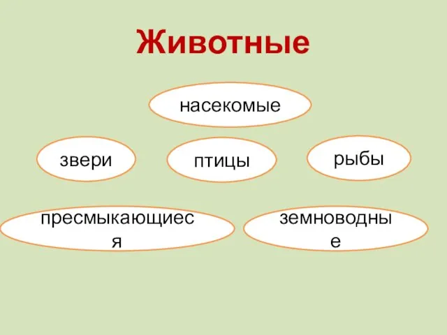 Животные насекомые пресмыкающиеся земноводные рыбы птицы звери