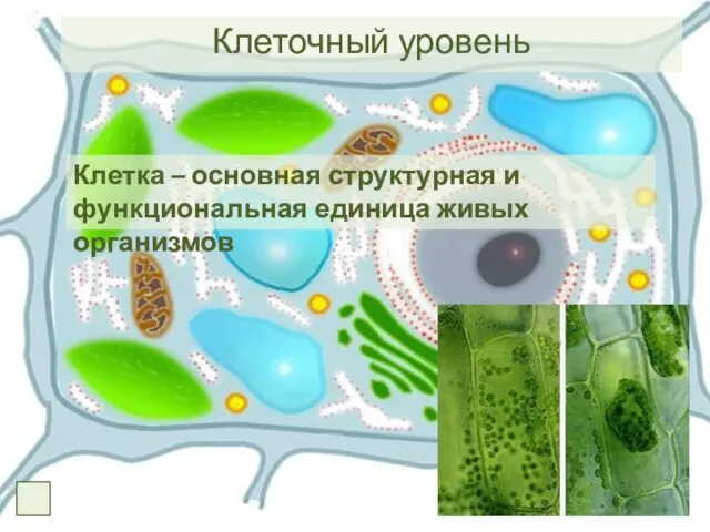 Клеточный уровень Клетка – основная структурная и функциональная единица живых организмов