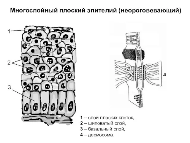 Многослойный плоский эпителий (неороговевающий) 1 – слой плоских клеток, 2 – шиповатый