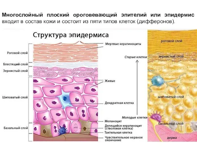 Многослойный плоский ороговевающий эпителий или эпидермис входит в состав кожи и состоит