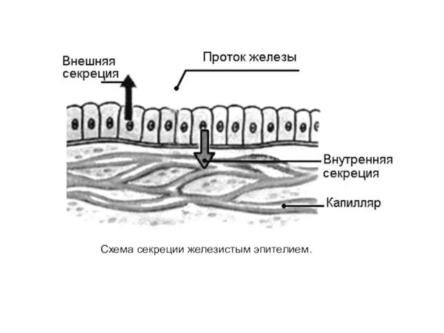 Схема секреции железистым эпителием.