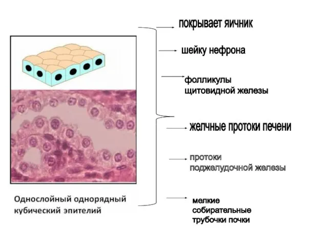 покрывает яичник мелкие собирательные трубочки почки шейку нефрона фолликулы щитовидной железы желчные