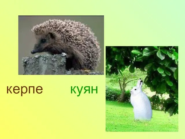 керпе куян