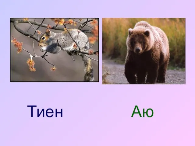 Тиен Аю