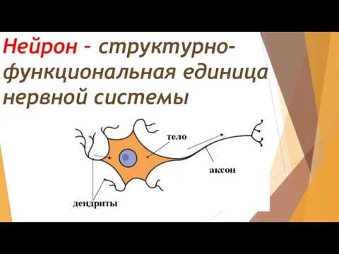 Нейрон – структурно-функциональная единица нервной системы