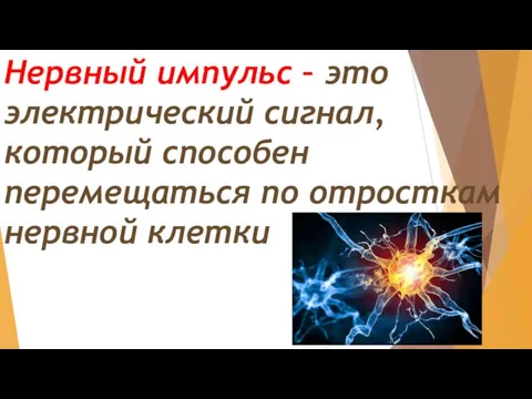 Нервный импульс – это электрический сигнал, который способен перемещаться по отросткам нервной клетки