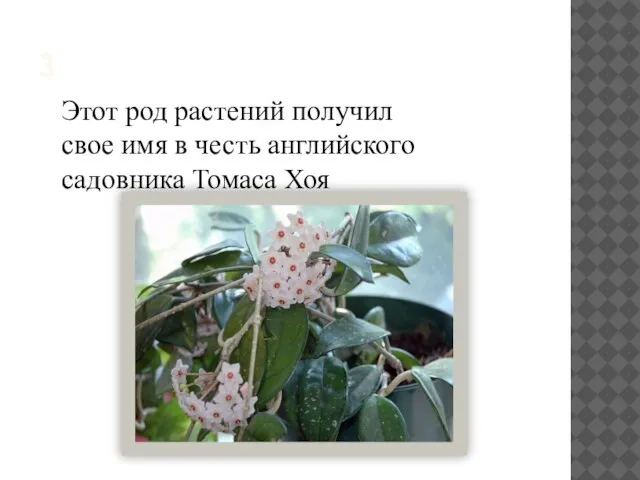 3 Этот род растений получил свое имя в честь английского садовника Томаса Хоя