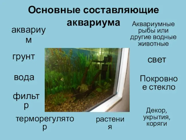 Основные составляющие аквариума аквариум грунт вода фильтр терморегулятор растения Покровное стекло Аквариумные