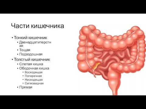 Части кишечника Тонкий кишечник Двенадцатиперстная Тощая Подвздошная Толстый кишечник Слепая кишка Ободочная