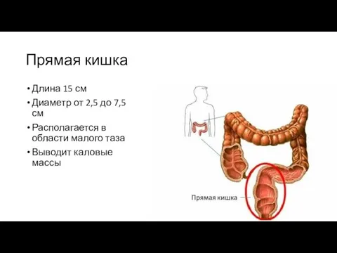 Прямая кишка Длина 15 см Диаметр от 2,5 до 7,5 см Располагается