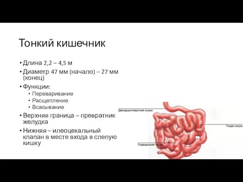 Тонкий кишечник Длина 2,2 – 4,5 м Диаметр 47 мм (начало) –