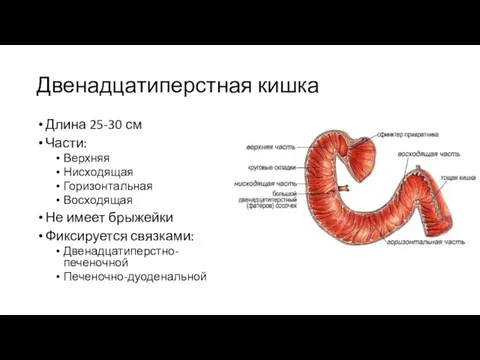 Двенадцатиперстная кишка Длина 25-30 см Части: Верхняя Нисходящая Горизонтальная Восходящая Не имеет