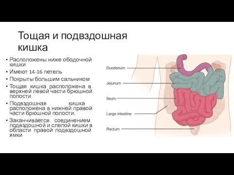 Тощая и подвздошная кишка Расположены ниже ободочной кишки Имеют 14-16 петель Покрыты