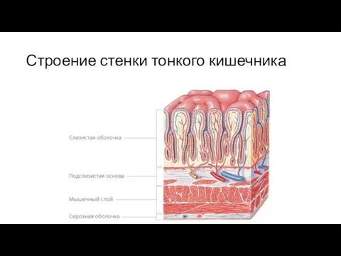 Строение стенки тонкого кишечника