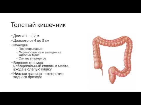 Толстый кишечник Длина 1 – 1,7 м Диаметр от 4 до 8