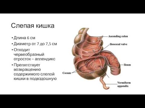 Слепая кишка Длина 6 см Диаметр от 7 до 7,5 см Отходит