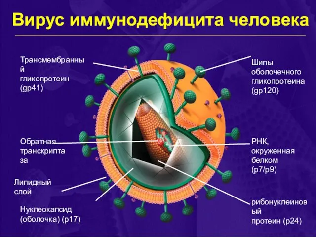 Вирус иммунодефицита человека Трансмембранный гликопротеин (gp41) Липидный слой Нуклеокапсид (оболочка) (p17) Обратная