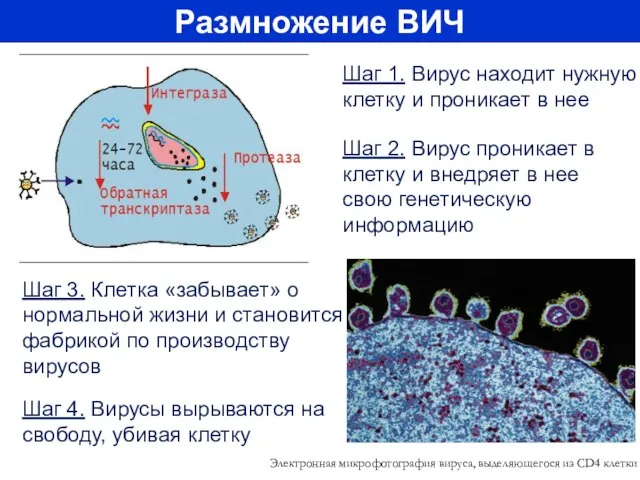 Размножение ВИЧ Шаг 1. Вирус находит нужную клетку и проникает в нее