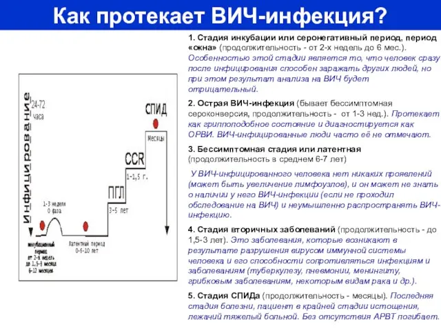 Как протекает ВИЧ-инфекция? 1. Стадия инкубации или серонегативный период, период «окна» (продолжительность