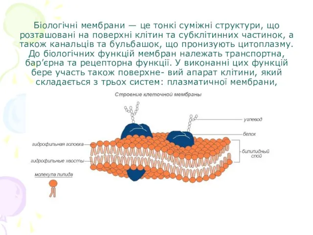 Біологічні мембрани — це тонкі суміжні структури, що розташовані на поверхні клітин