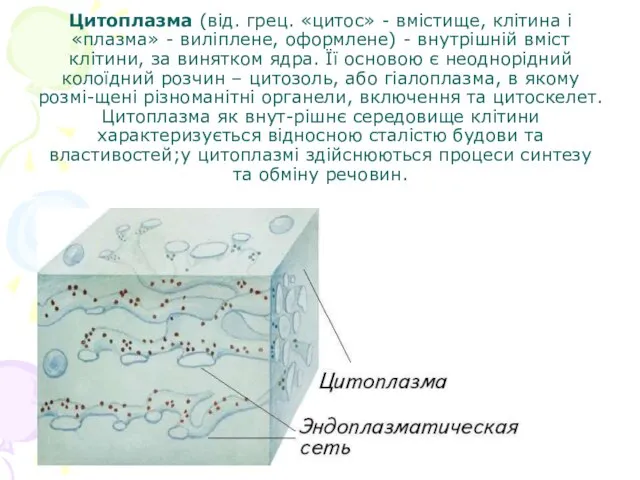 Цитоплазма (від. грец. «цитос» - вмістище, клітина і «плазма» - виліплене, оформлене)