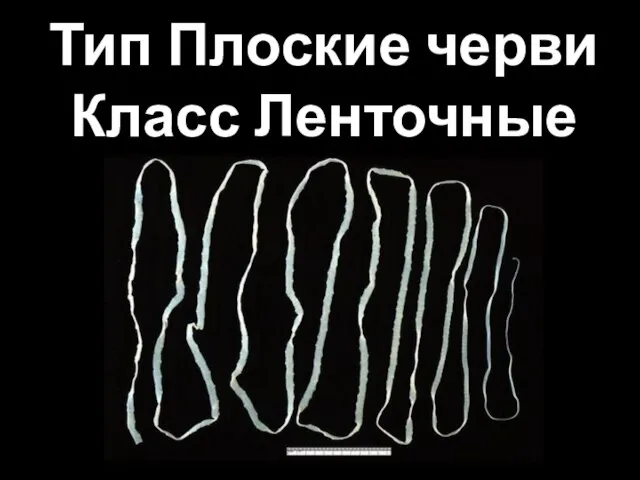 Тип Плоские черви Класс Ленточные черви
