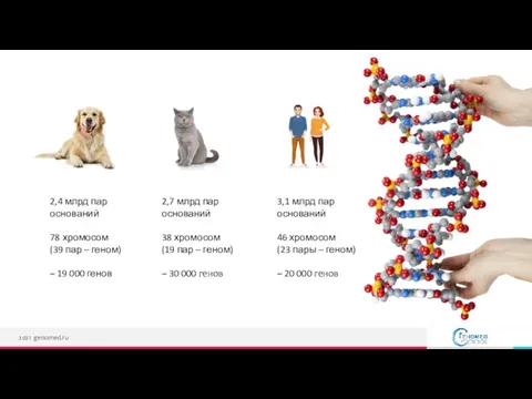 2021 genomed.ru 2,4 млрд пар оснований 78 хромосом (39 пар – геном)
