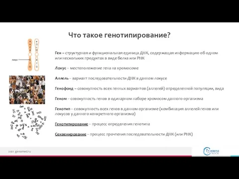 Что такое генотипирование? 2021 genomed.ru Ген – структурная и функциональная единица ДНК,