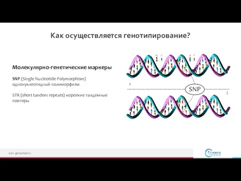 Как осуществляется генотипирование? 2021 genomed.ru Молекулярно-генетические маркеры SNP (Single Nucleotide Polymorphism) однонуклеотидный