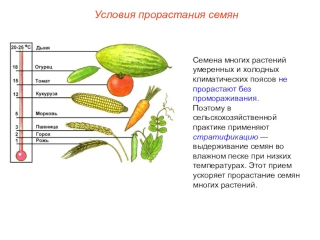 Семена многих растений умеренных и холодных климатических поясов не прорастают без промораживания.