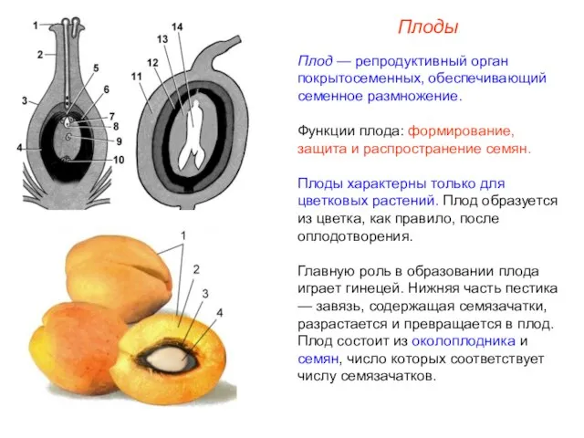 Плод — репродуктивный орган покрытосеменных, обеспечивающий семенное размножение. Функции плода: формирование, защита