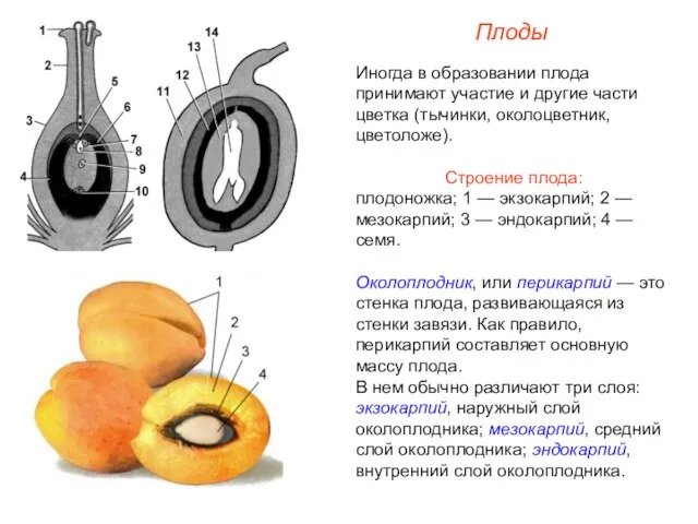 Иногда в образовании плода принимают участие и другие части цветка (тычинки, околоцветник,